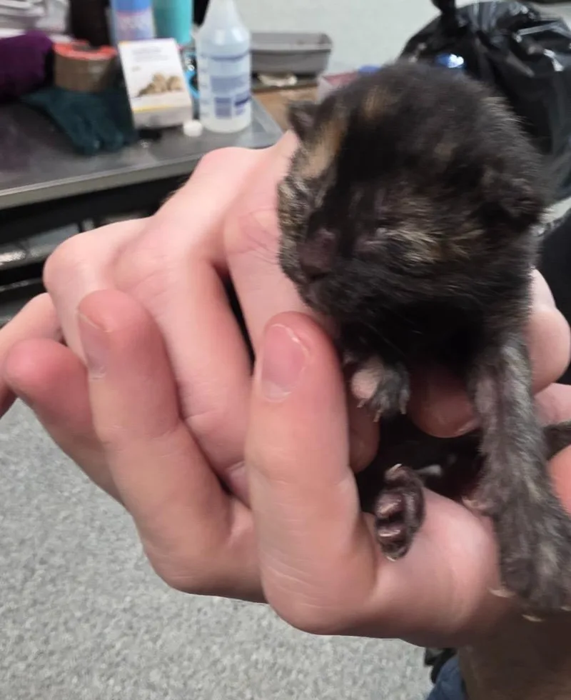 A baby medium-sized female Domestic Short Hair cat named Embla for adoption in Huntington, IN