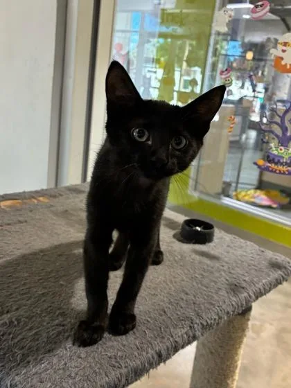 A baby small-sized female Domestic Medium Hair cat named Yang for adoption in New Orleans, LA
