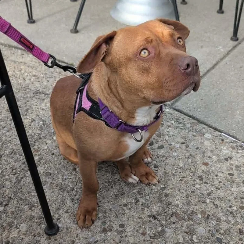 A young medium-sized female Brown / Chocolate Mixed Breed dog named Cinnamon for adoption in Prospect, KY