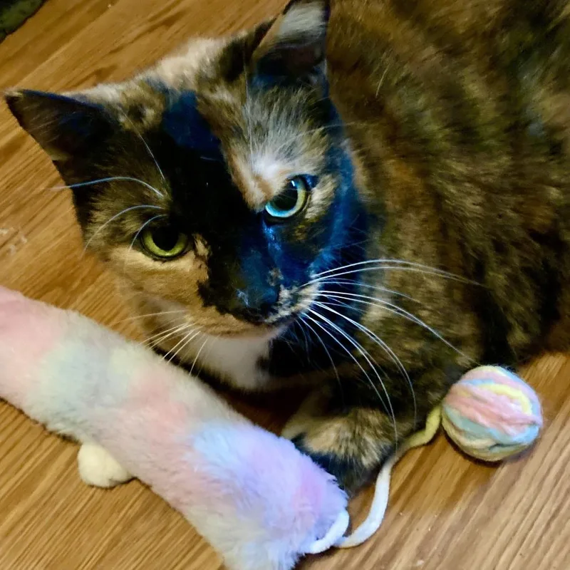 Sprinkles thumbnail 2