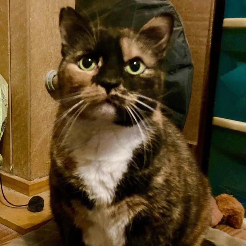 Sprinkles thumbnail 3