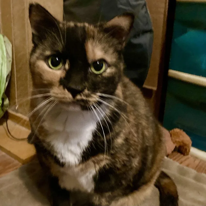 Sprinkles thumbnail 4