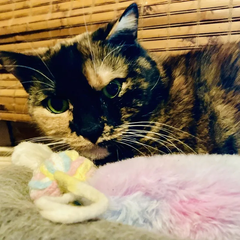 Sprinkles thumbnail 5