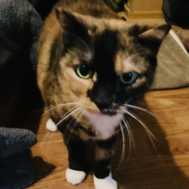 Sprinkles thumbnail 6