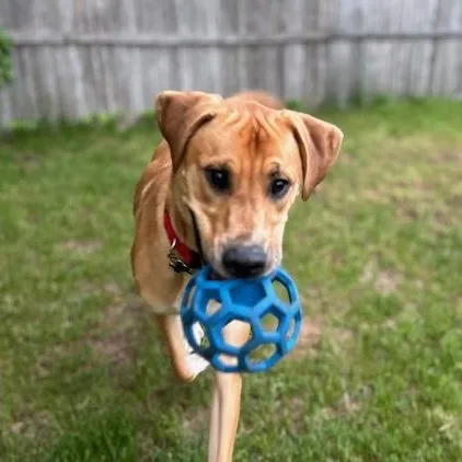 An adult large-sized male Apricot / Beige Golden Retriever dog named Uncas for adoption in Albany, NY