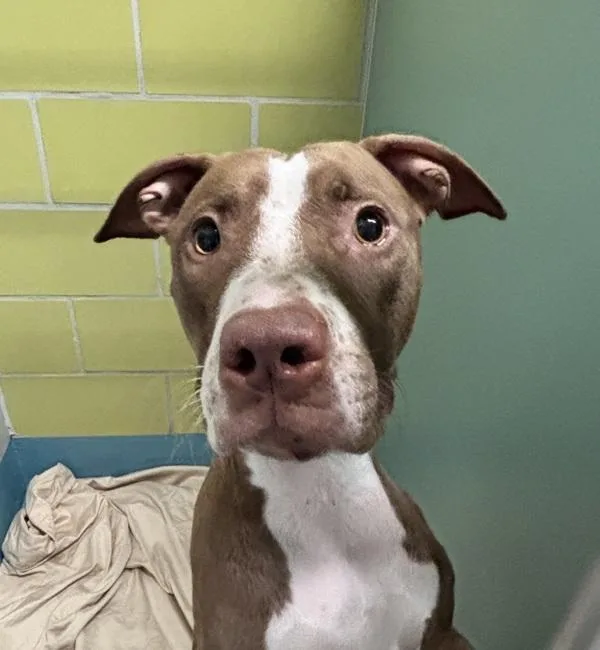 A young medium-sized female Mixed Breed dog named Glitter Butterfly for adoption in Ridgewood, NY