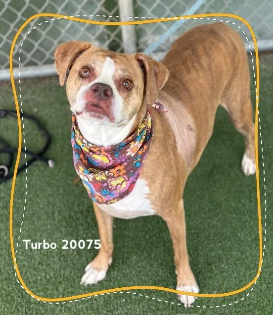 An adult medium-sized male Brindle Boxer dog named Turbo for adoption in Marietta, GA