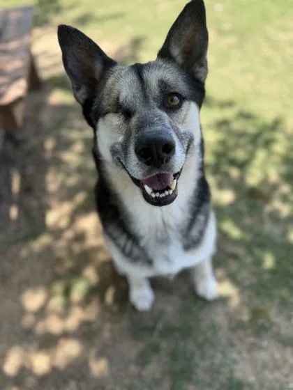An adult large-sized male Mixed Breed dog named Winky for adoption in Memphis, TN