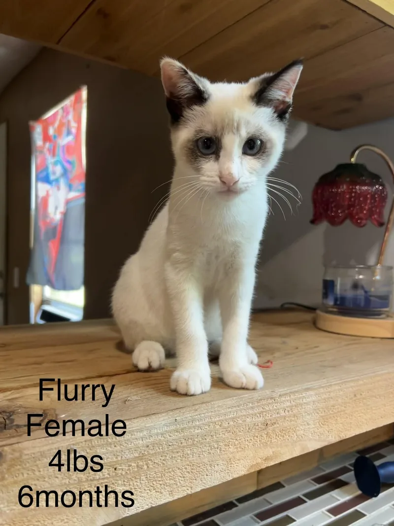 A young medium-sized female White Siamese cat named Flurry for adoption in Gainesville, VA