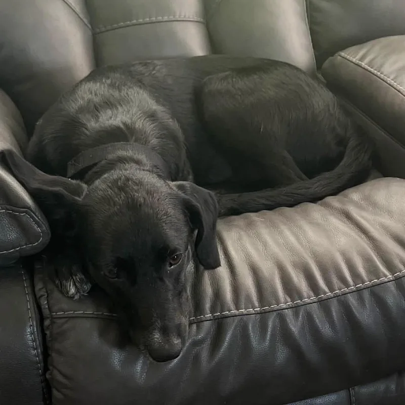 An adult medium-sized male Black Labrador Retriever dog named Bailey for adoption in Kokomo, IN