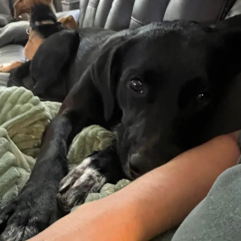 Bailey thumbnail 4