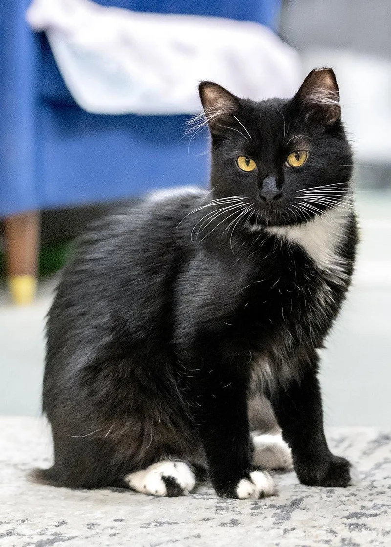 A young medium-sized female Domestic Short Hair cat named Tracy for adoption in Buford, GA