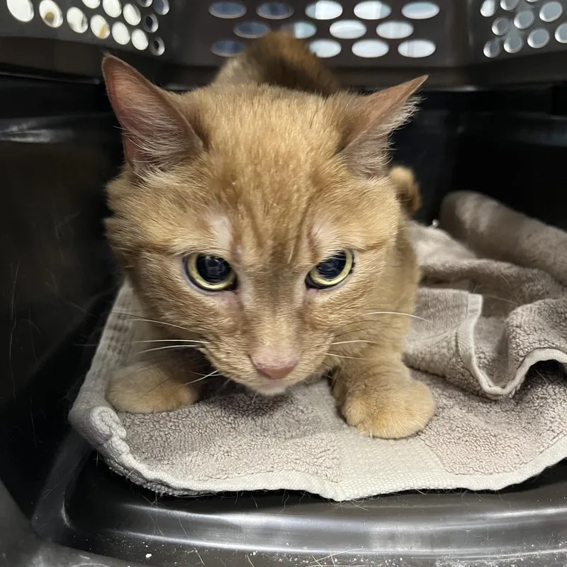 A senior medium-sized male Orange / Red Domestic Short Hair cat named Kiwi for adoption in Greensboro, NC