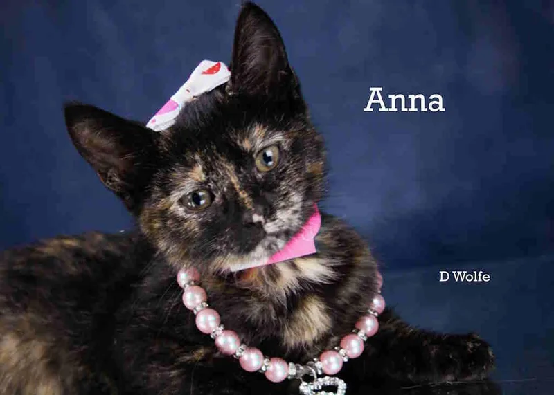 A baby medium-sized female Tortoiseshell cat named Anna for adoption in York, NE