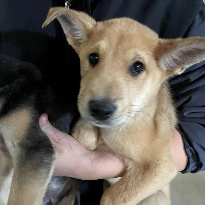 A baby medium-sized male Brown / Chocolate Mixed Breed dog named Avalanche for adoption in Leander, TX