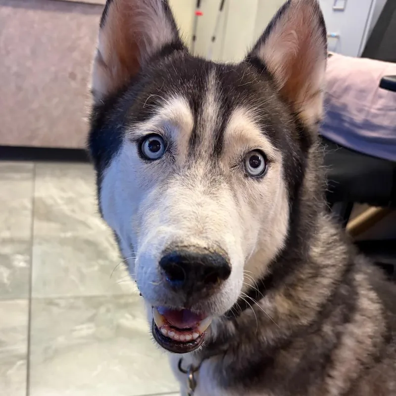 Lobo