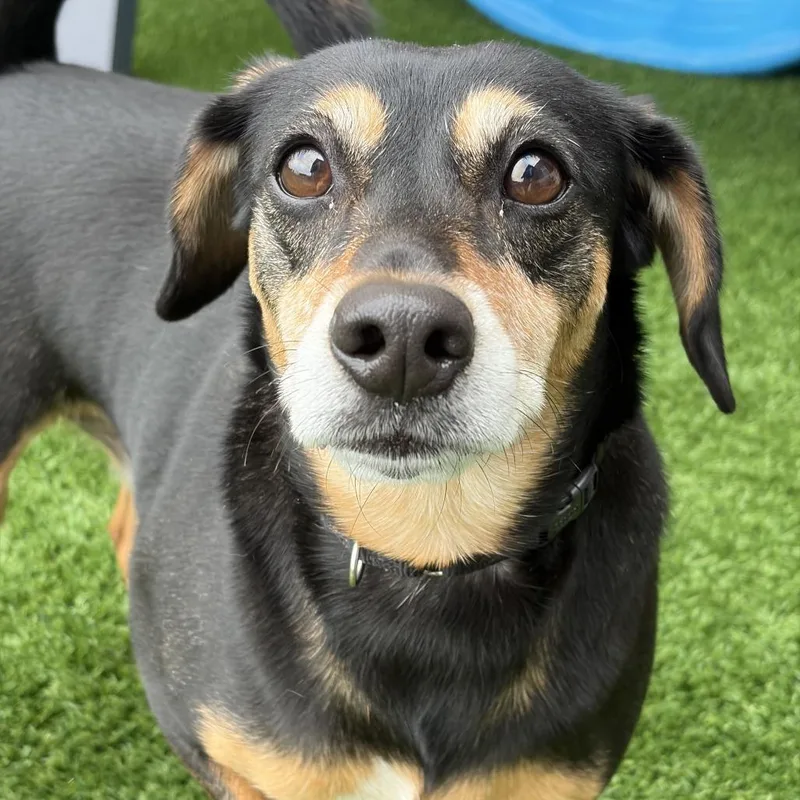 An adult small-sized male Beagle dog named Chapo for adoption in Matteson, IL