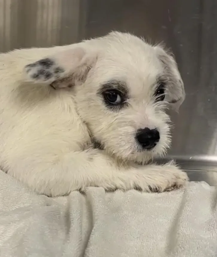A baby small-sized male White / Cream French Bulldog dog named Wilbur for adoption in Arroyo Grande, CA