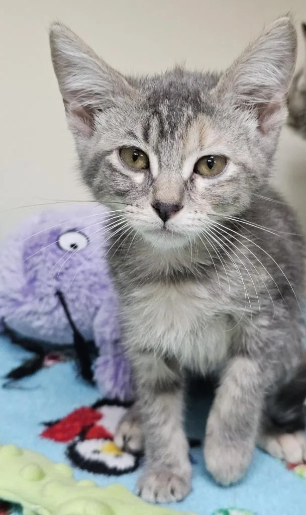 A baby small-sized female Domestic Short Hair cat named Miranda for adoption in Little Rock, AR