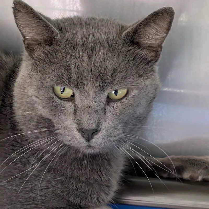 An adult medium-sized male Russian Blue cat named Binx for adoption in Jefferson city, TN