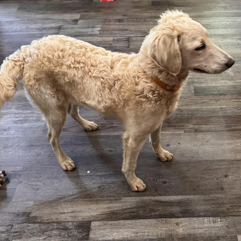 An adult medium-sized female Yellow / Tan / Blond / Fawn Golden Retriever dog named Prada for adoption in Sequatchie, TN