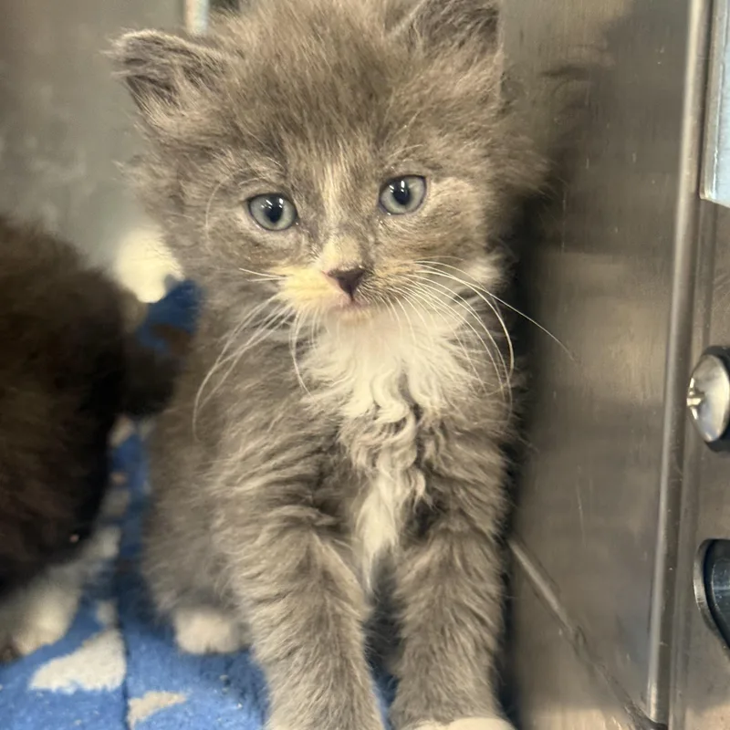 A baby medium-sized female Domestic Long Hair cat named Phoebe for adoption in Medinah, IL