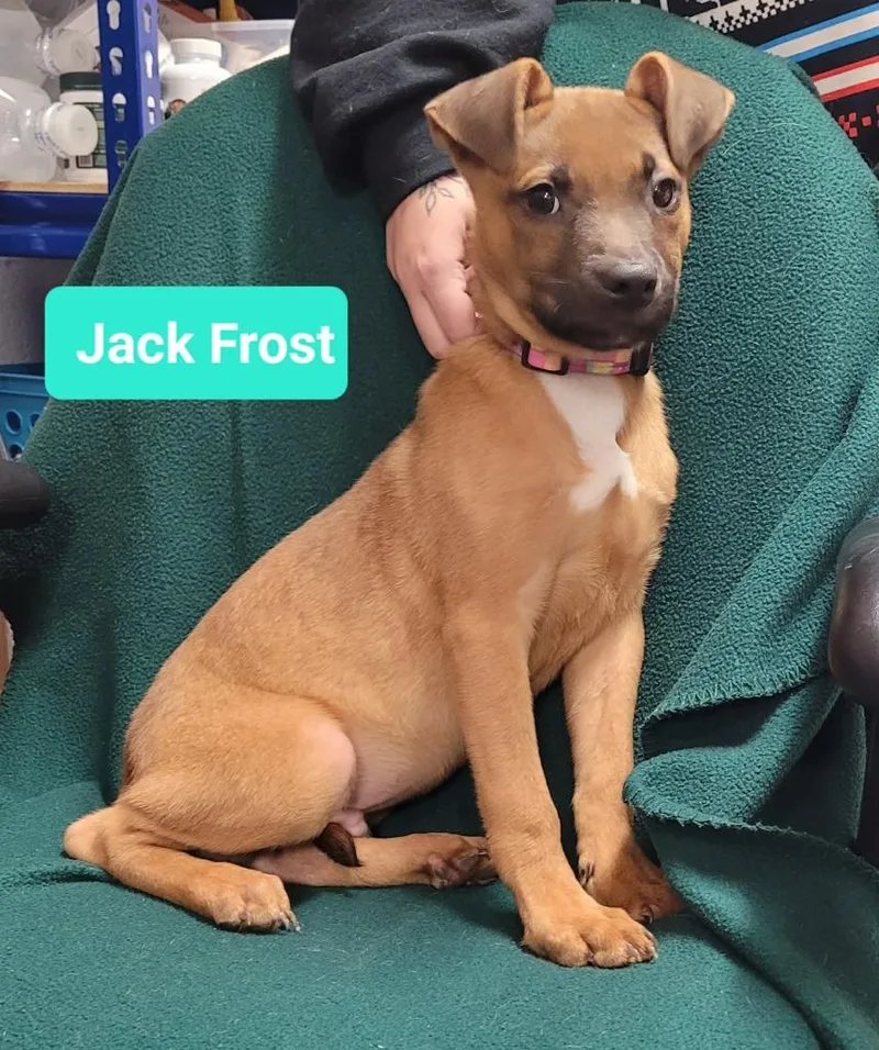 Jack Frost thumbnail 2