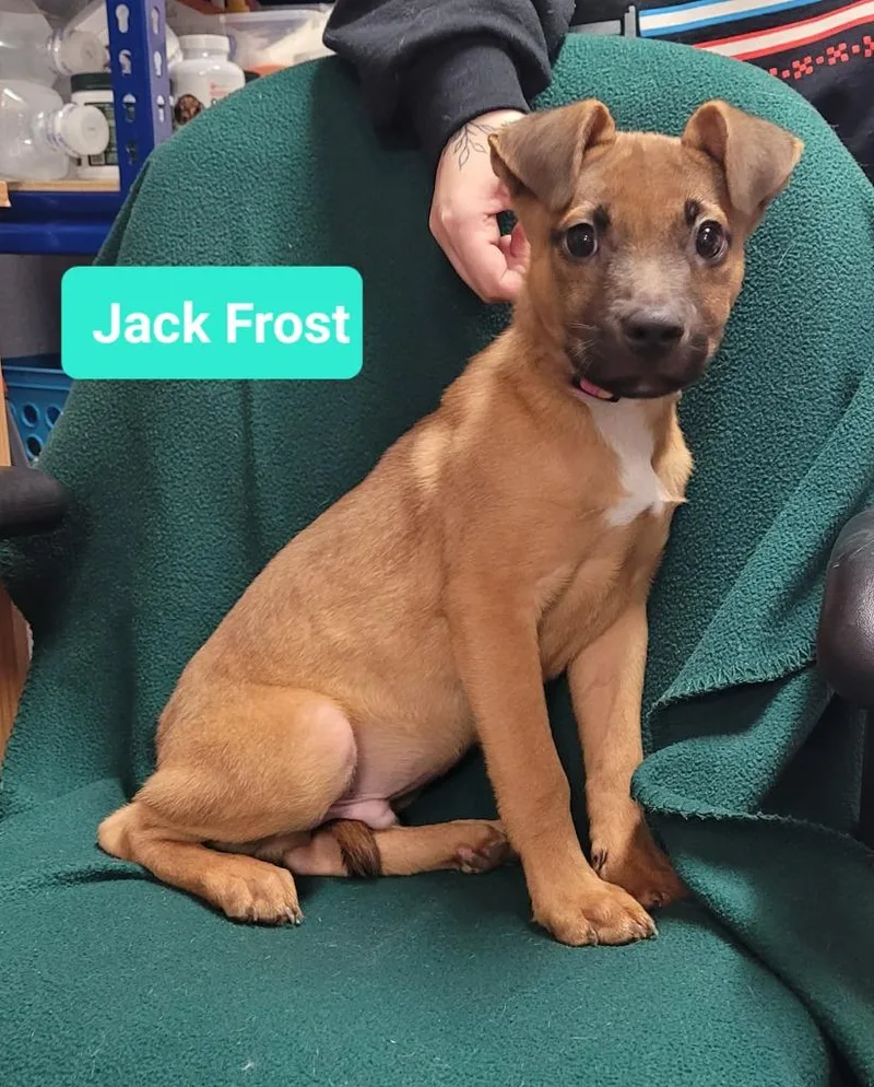 Jack Frost thumbnail 4