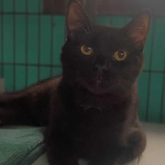 A young medium-sized male Black Domestic Short Hair cat named Who Are You? for adoption in Davenport, IA