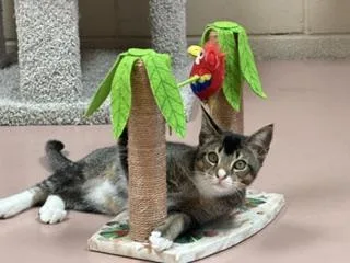 A baby large-sized male Tabby (Brown / Chocolate) Tabby cat named Neptune for adoption in Spring Valley, CA