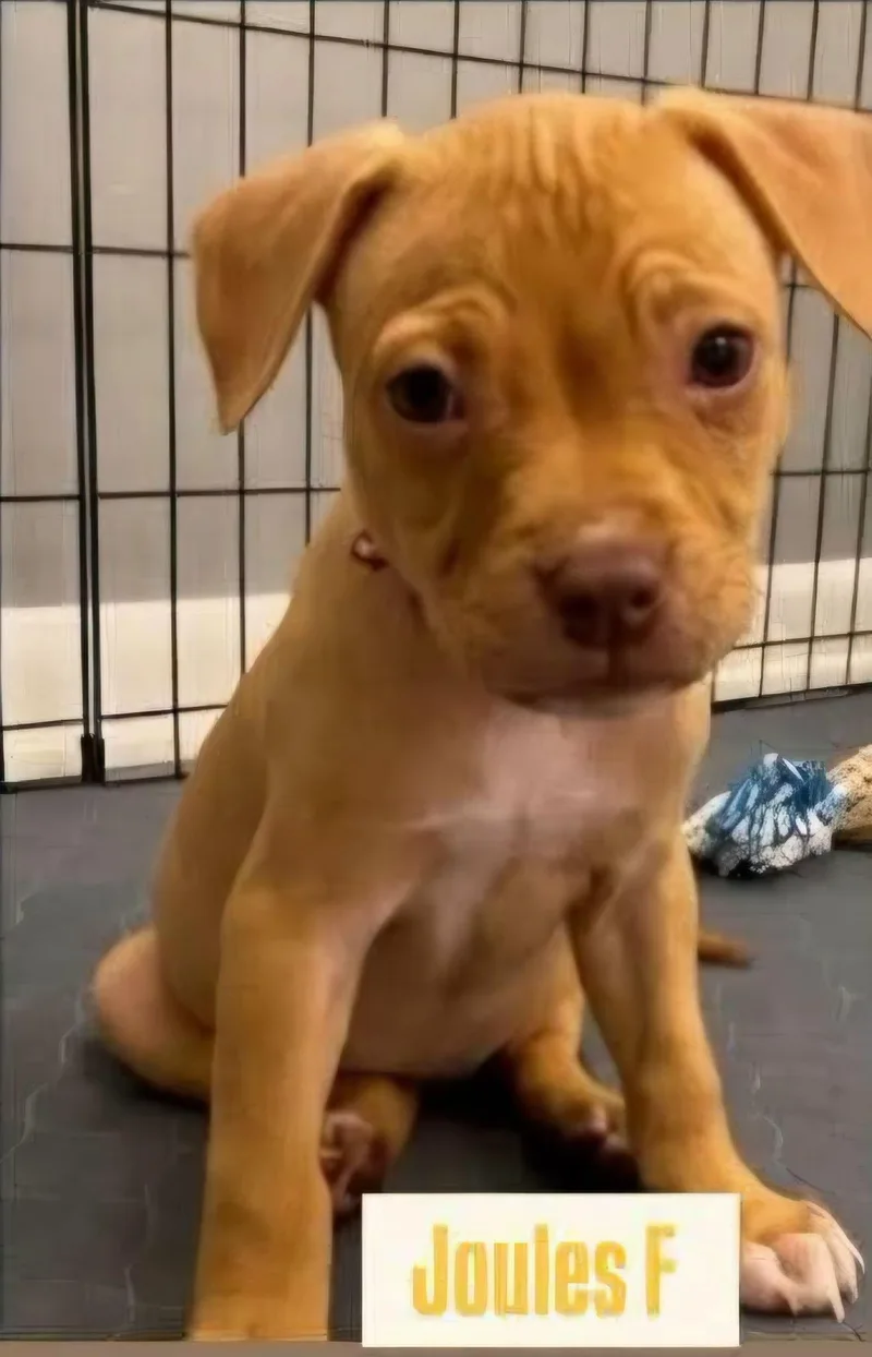 A baby medium-sized female Golden American Staffordshire Terrier dog named Joules for adoption in North Olmsted, OH