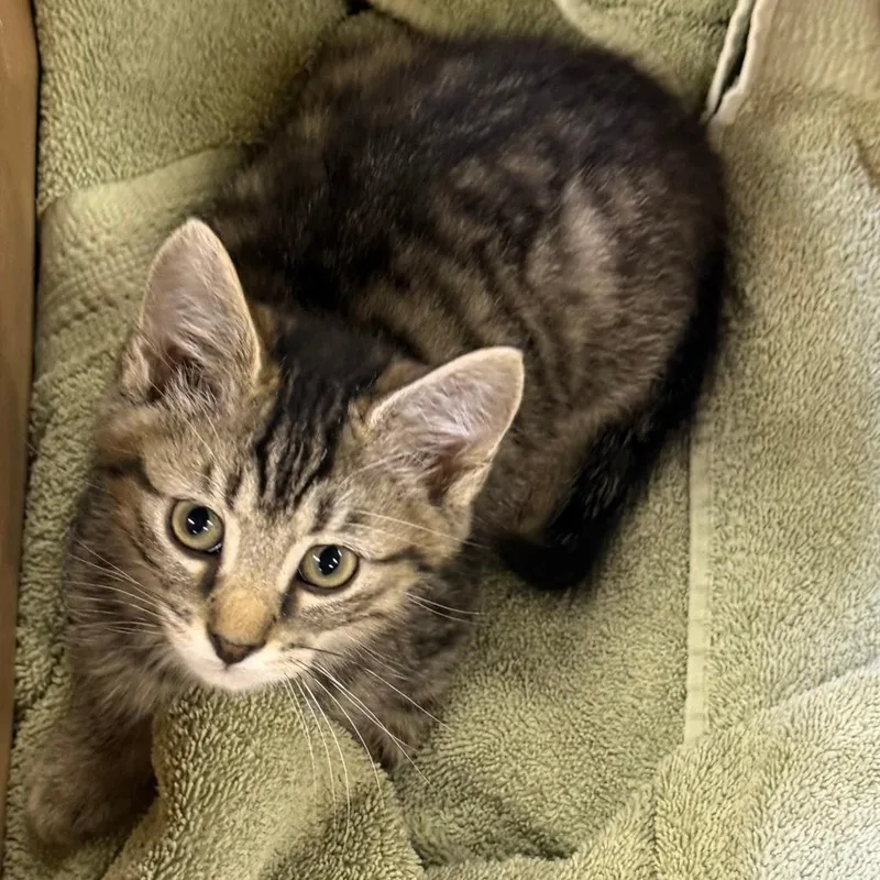 A baby small-sized male Brown / Chocolate Domestic Short Hair cat named Dean for adoption in Pittsburgh, PA