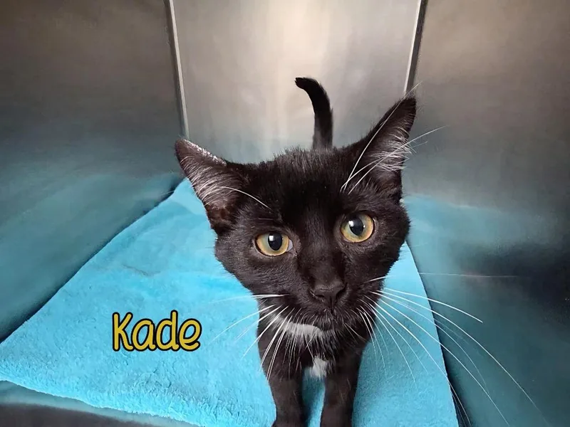 A baby small-sized male Domestic Short Hair cat named Kade for adoption in Port Clinton, OH