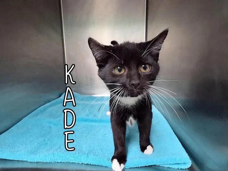 Kade thumbnail 4