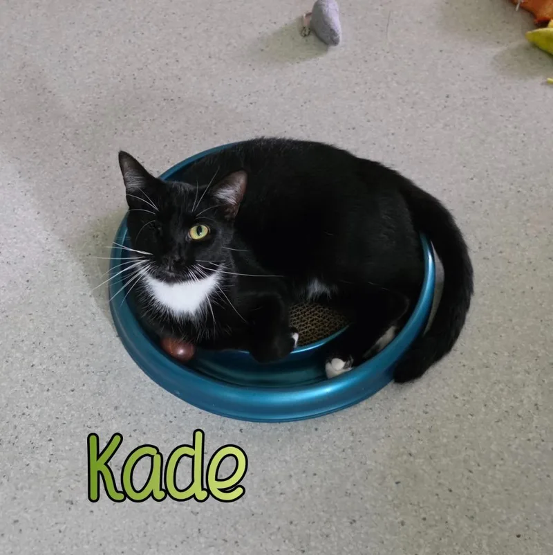 Kade thumbnail 6