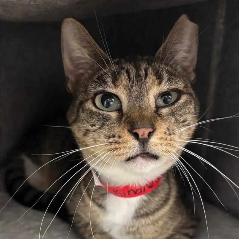 A young medium-sized female Brown / Chocolate Domestic Short Hair cat named Kindness for adoption in Hamburg, NY