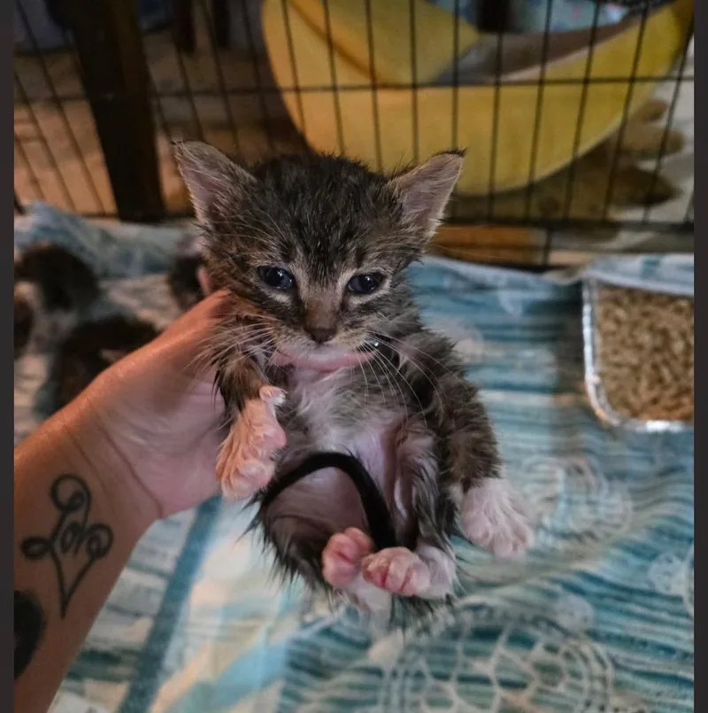 A baby small-sized male Domestic Short Hair cat named Biggie Smalls for adoption in Ada, OK