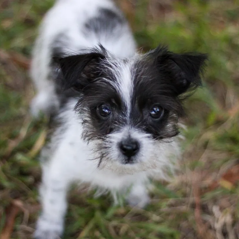 A baby small-sized male Terrier dog named Tiny Tim for adoption in Durham, NC