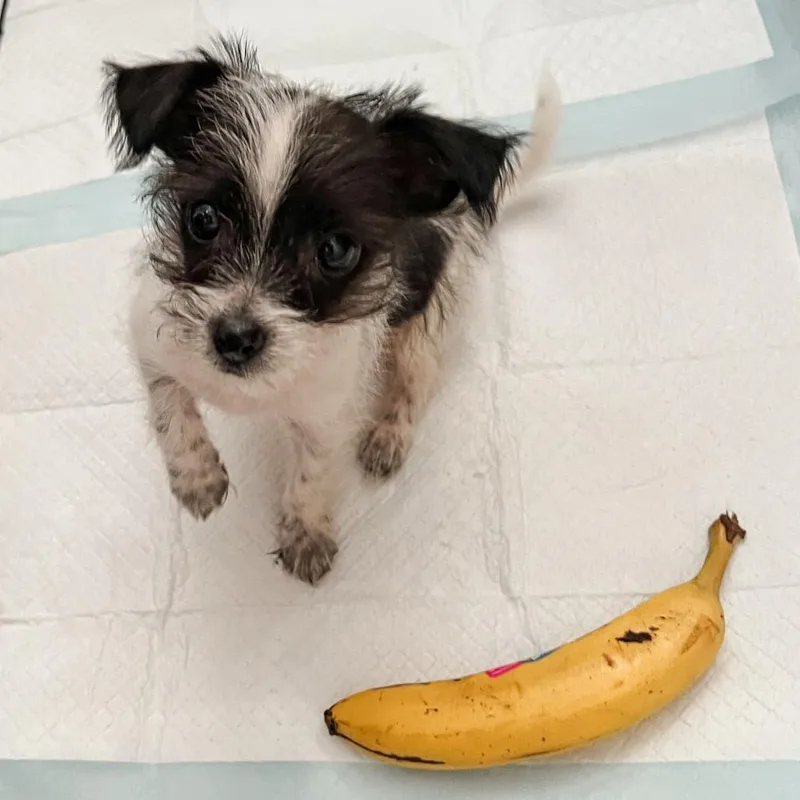 Tiny Tim thumbnail 6