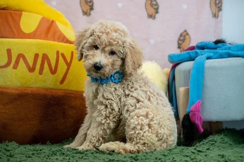 A baby small-sized female Yellow / Tan / Blond / Fawn Labradoodle dog named Kanga for adoption in Sevierville, TN