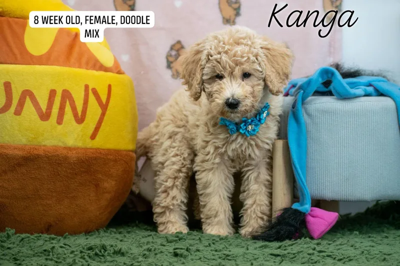Kanga thumbnail 3