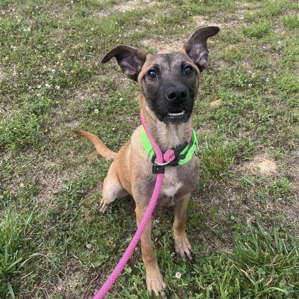 A young medium-sized female Black Belgian Shepherd / Malinois dog named Tin for adoption in Bentonville, AR