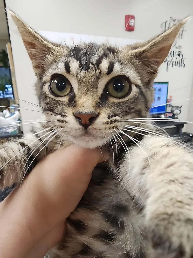 A baby small-sized female Domestic Short Hair cat named Meesha $ for adoption in Seneca, SC