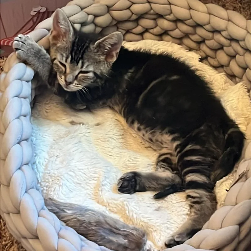 A baby small-sized female Brown / Chocolate Domestic Short Hair cat named Klondike for adoption in Middleton, WI