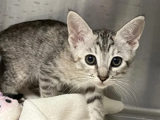 A baby small-sized female Domestic Short Hair cat named Agatha for adoption in Tustin, CA