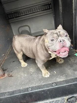 An adult large-sized male Mixed Breed dog named Meatball for adoption in Lowell, MA