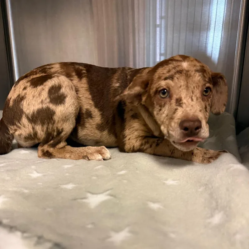 A baby medium-sized female Red / Chestnut / Orange Mixed Breed dog named Bernadette for adoption in Pensacola, FL