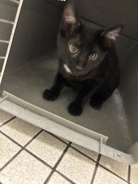 A baby medium-sized female Domestic Short Hair cat named Fifi for adoption in Dallas, TX