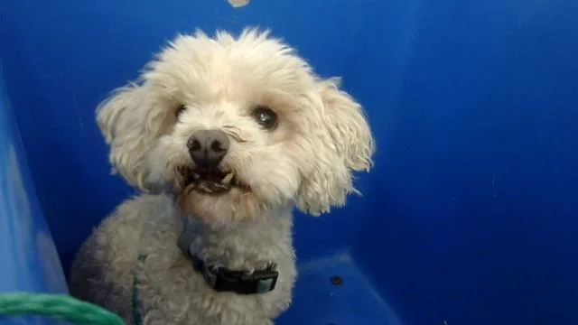 A senior small-sized male Mixed Breed dog named Snuggles for adoption in Dallas, TX