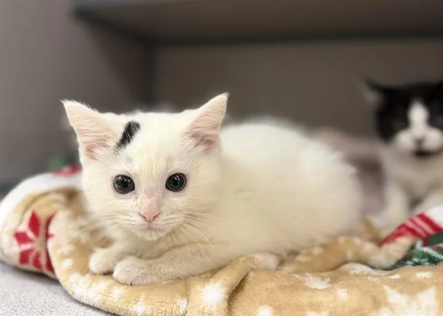 A baby small-sized male Domestic Medium Hair cat named Pringles for adoption in Aliquippa, PA